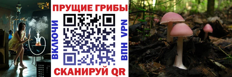 Галлюциногенные грибы Cubensis Балей
